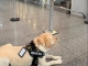 TAP recusa embarque de cão de suporte emocional e voo é cancelado